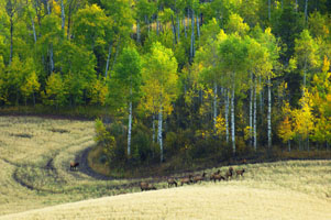 Grouse Creek elk 3